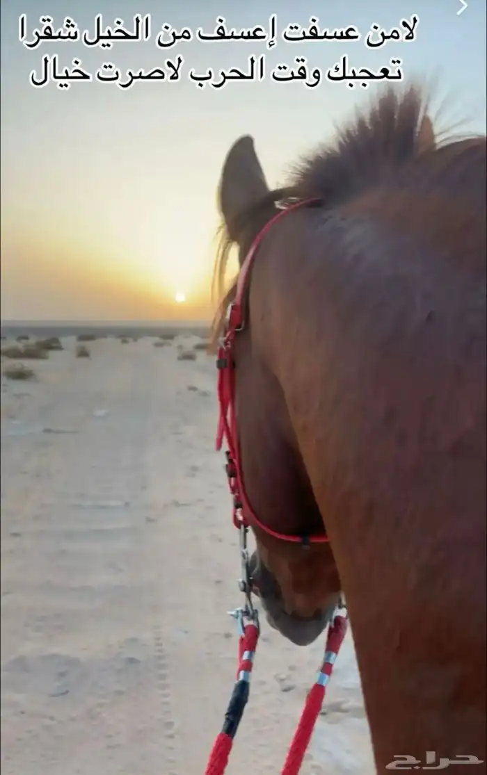 من خابرلي حصان من 1500. الا 2000 0