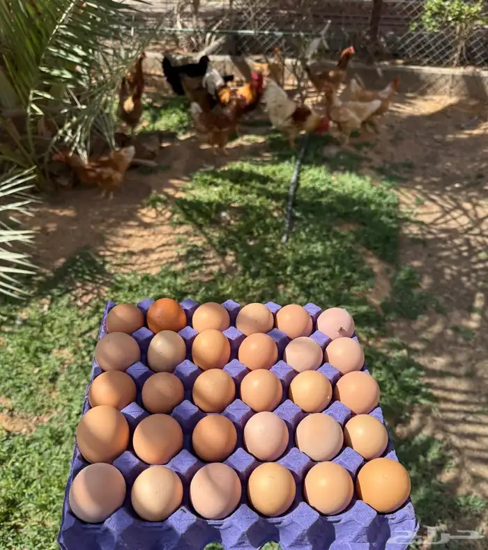 بيض لوهمان براون. 0