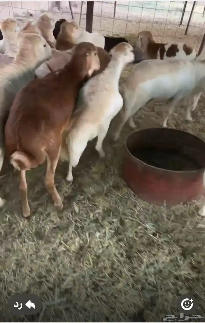 طليان رفيد مرابي وزن ثقيل 0