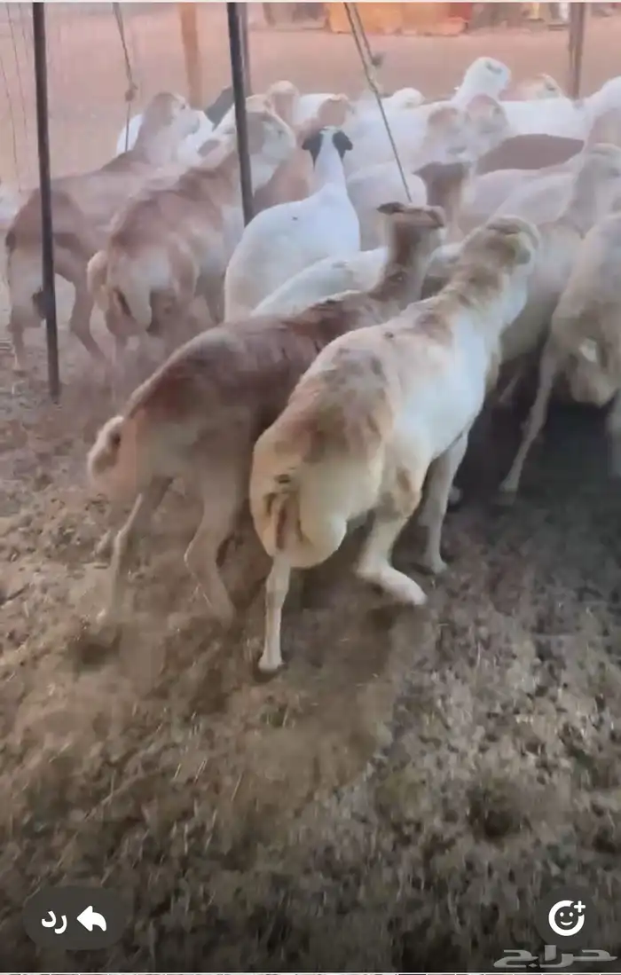 طليان رفيد مرابي وزن ثقيل 1