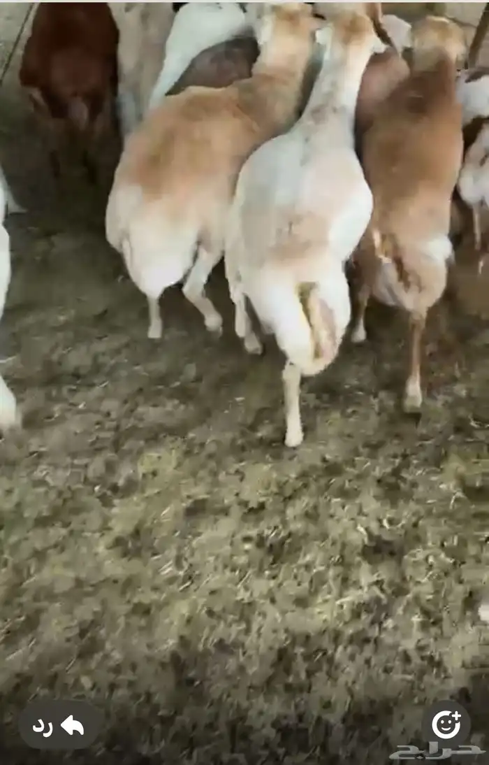 طليان رفيد مرابي وزن ثقيل 4