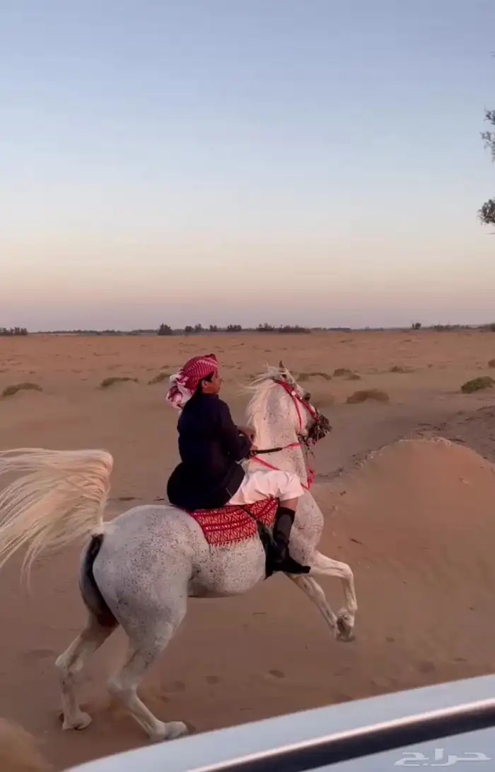 حصان 2