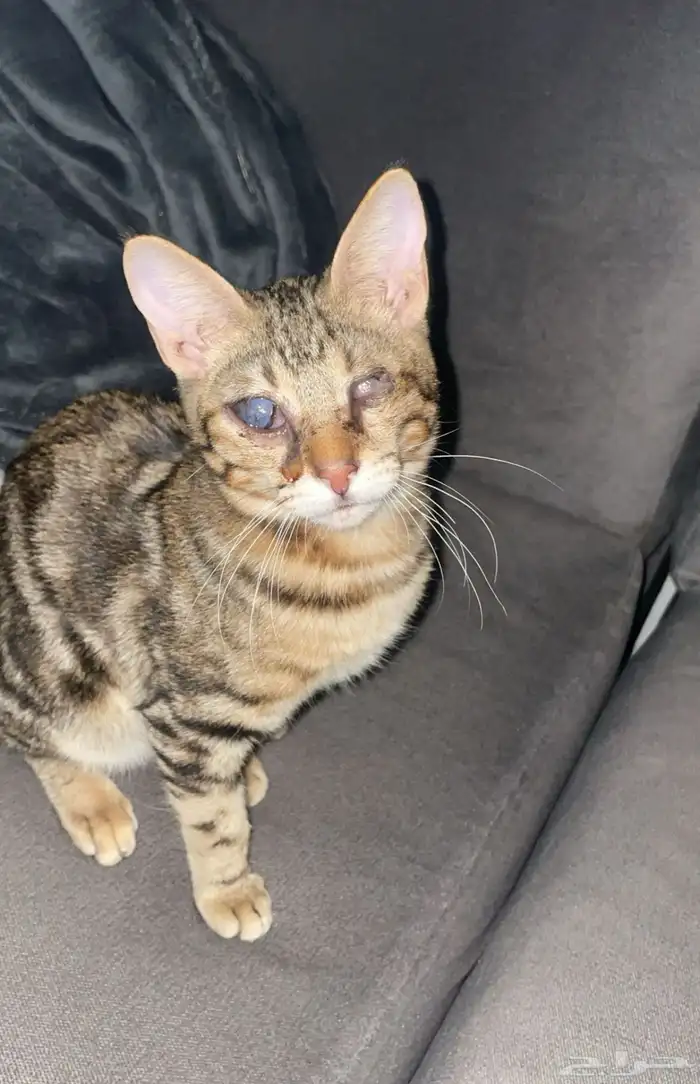 قط ضائع مكافأه لمن يجده 1