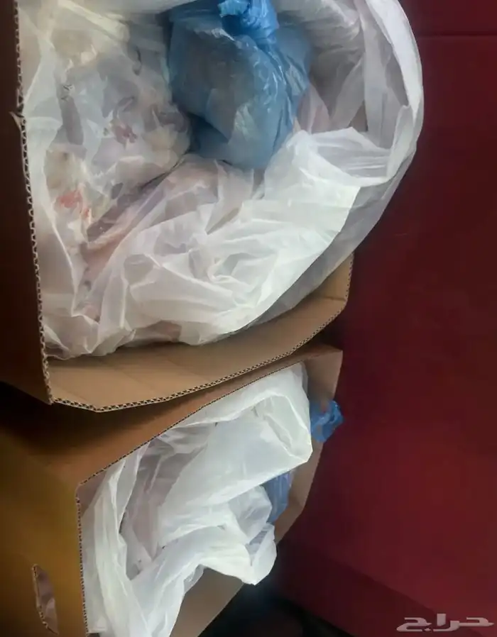 خرفان سواكن مرابي 4 شهور فل شحم 4