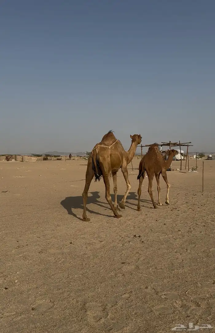 خلفه معها قعود 3