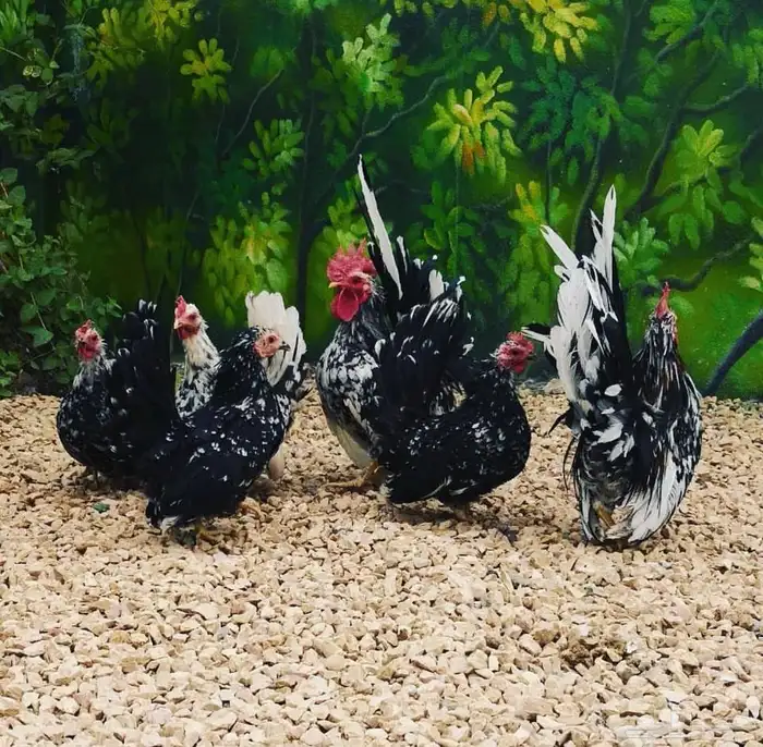 حمام -دجاج -نادره خميس مشيط 7