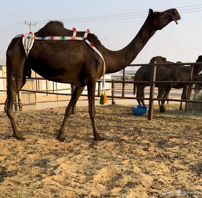 عشاير مجاهيم كفو 0
