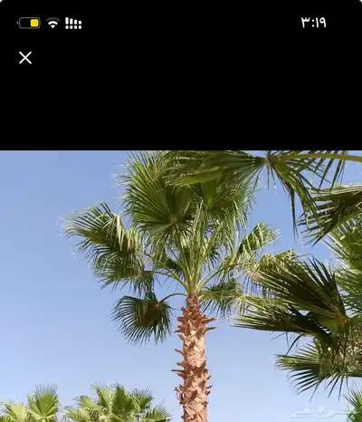 مطلوب مزرعة للإيجار السنوي index