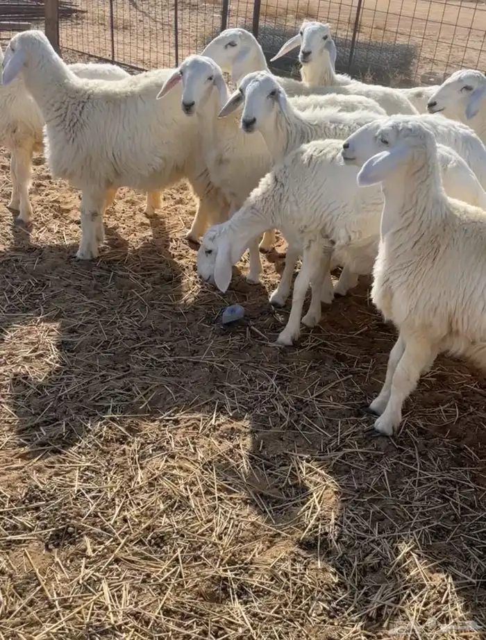 للبيع رخال حريات 1