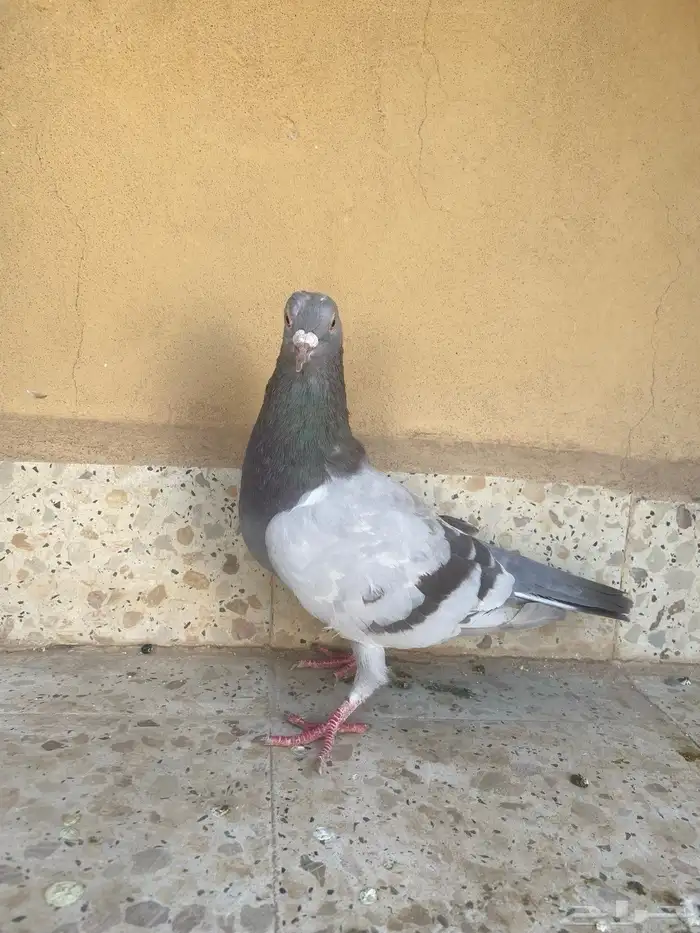 ذكر سلفر لاحم فحل 1
