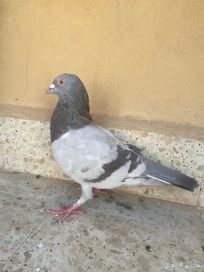 ذكر سلفر لاحم فحل 0