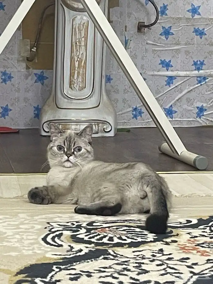 قطة للتبني 5