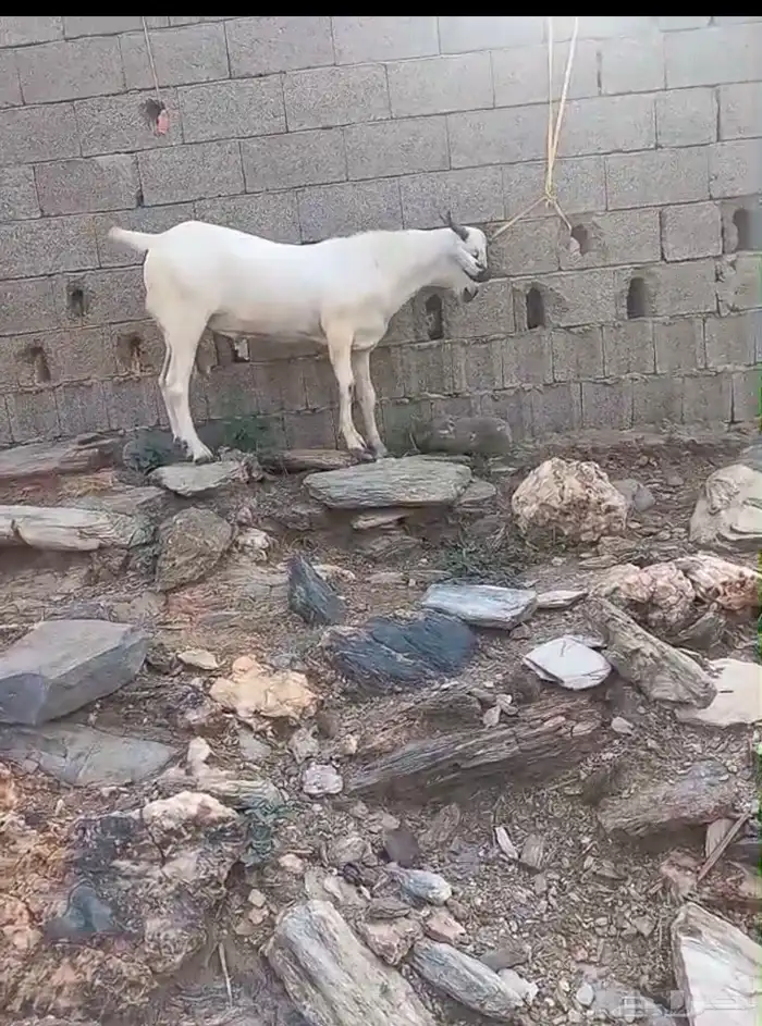 مشروع فحل اكحل فاخر 3