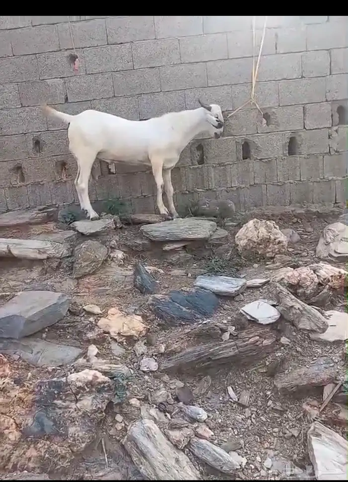 مشروع فحل اكحل فاخر 2