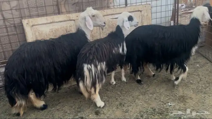 للبيع غنم نجد جبره شحم ونظاف وحيل 0