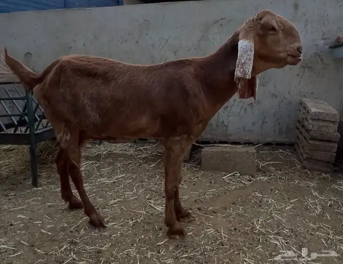 عنز حجازية ( هولندية ) 0