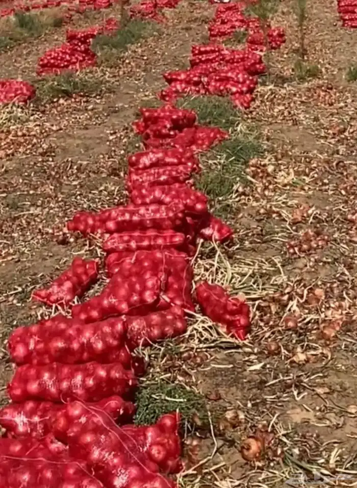 بصل بذره يمني الموقع الجوف 0