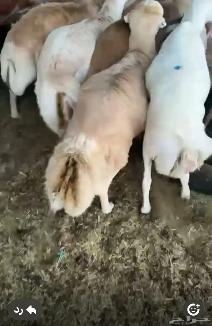 طليان رفيد مرابي وزن ثقيل 3