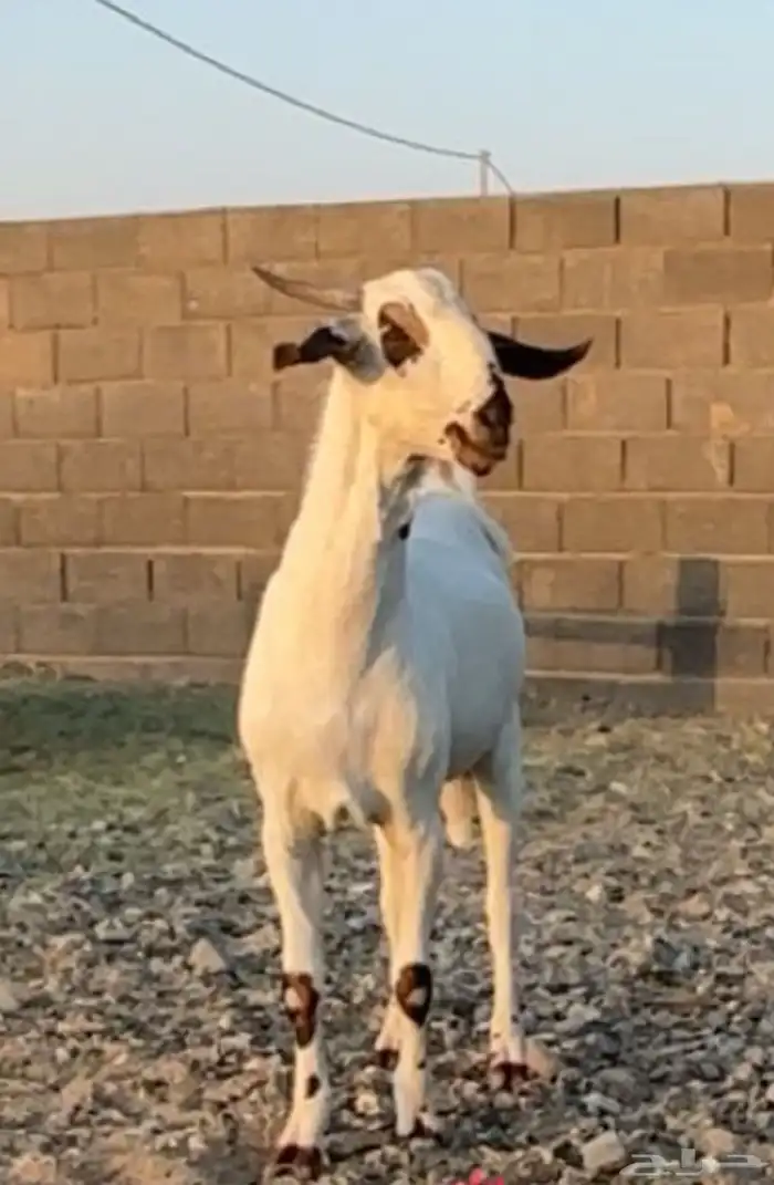 تم البيع 0