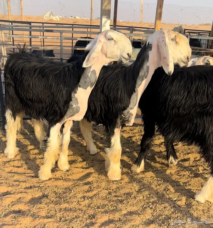 رخال نجد طيبه منوة القناي 0