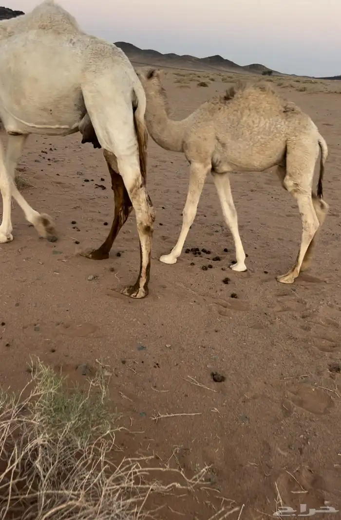2قعدان 1