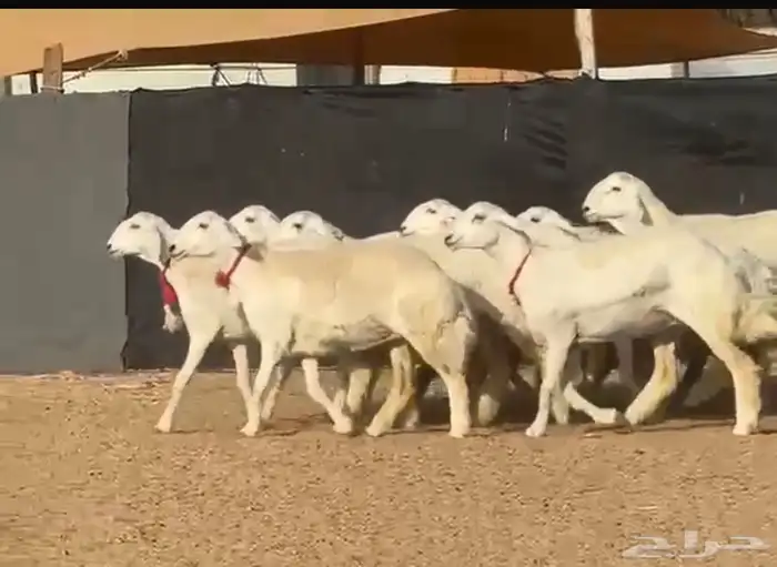 رخال صنف 1
