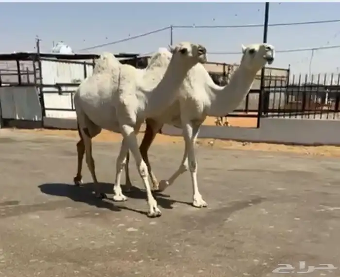 بكار وضح 0