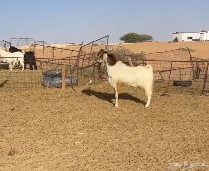 فحل مصري ادرع اصل جرم ناهي 0