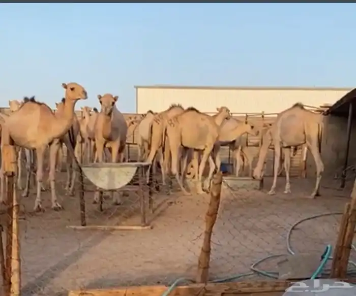 حشو صوامالي 0