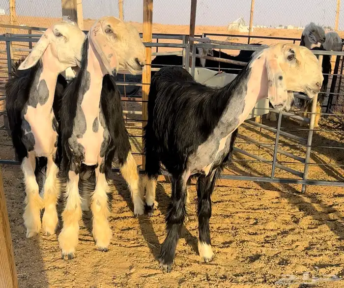 رخال نجد طيبه منوة القناي 2