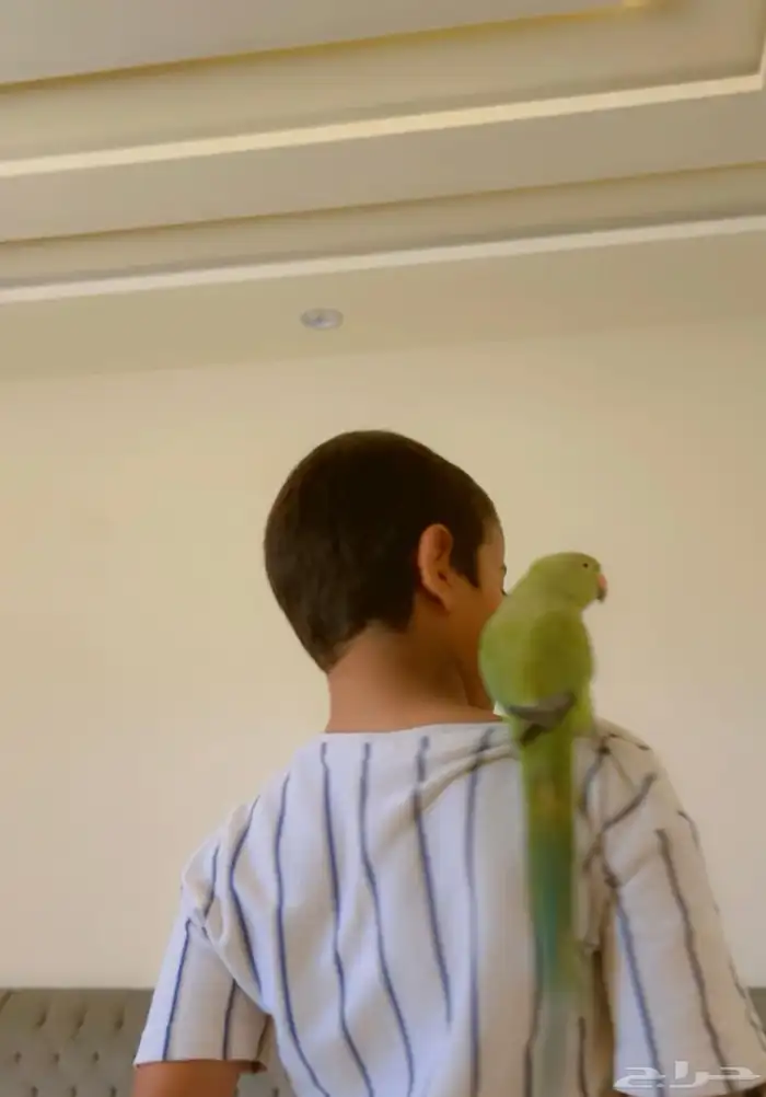 بغبغا الدره 0