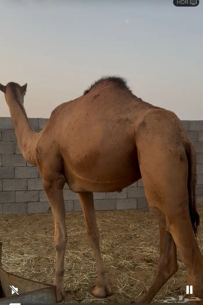بكره 0