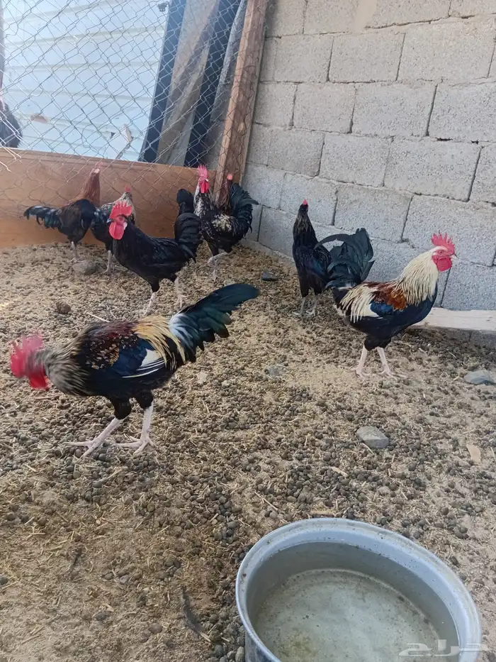 للبيع ديكه بلدي 1
