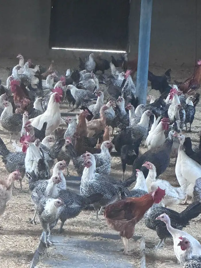 دجاج للبيع 0