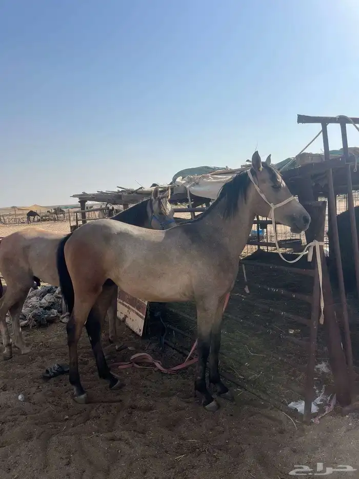 مهر 1