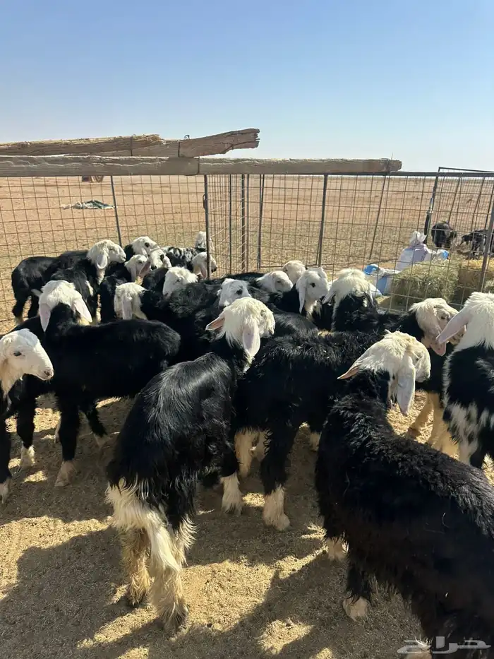 طليان نجد (( تم البيع )) 0