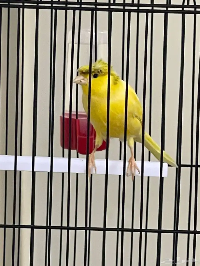 للبيع ذكر كناري تغريد 1