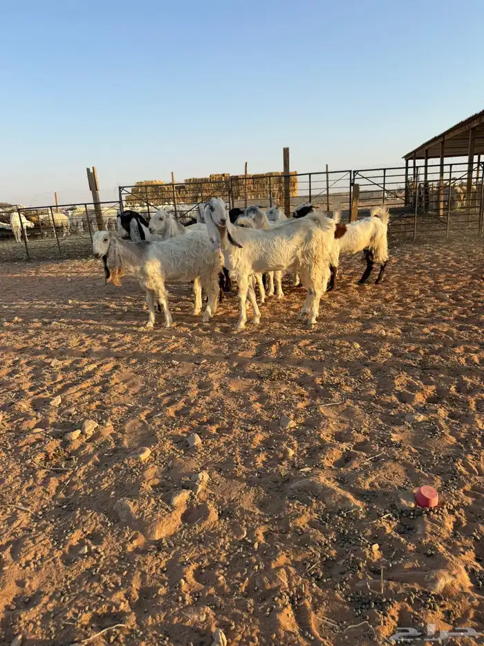 جفرات مصريات 4