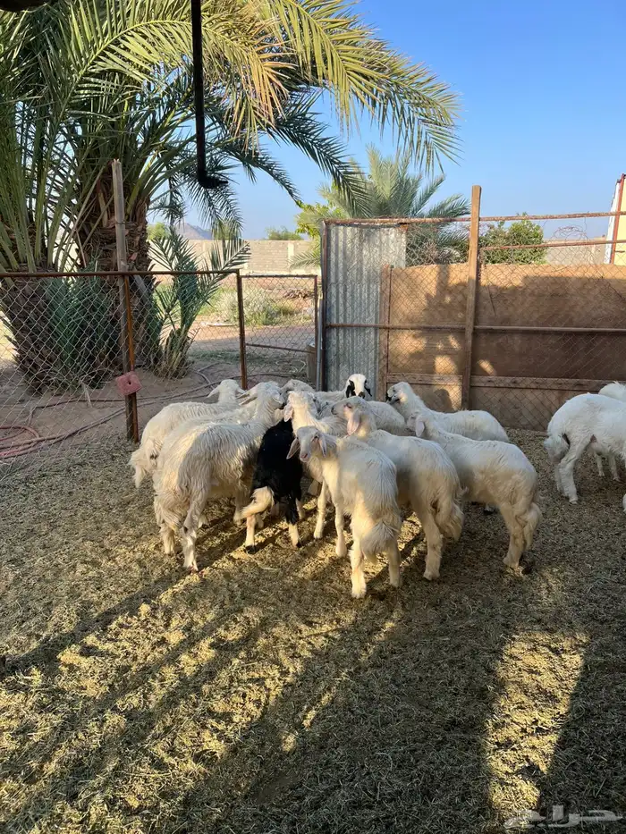 خرفان 1