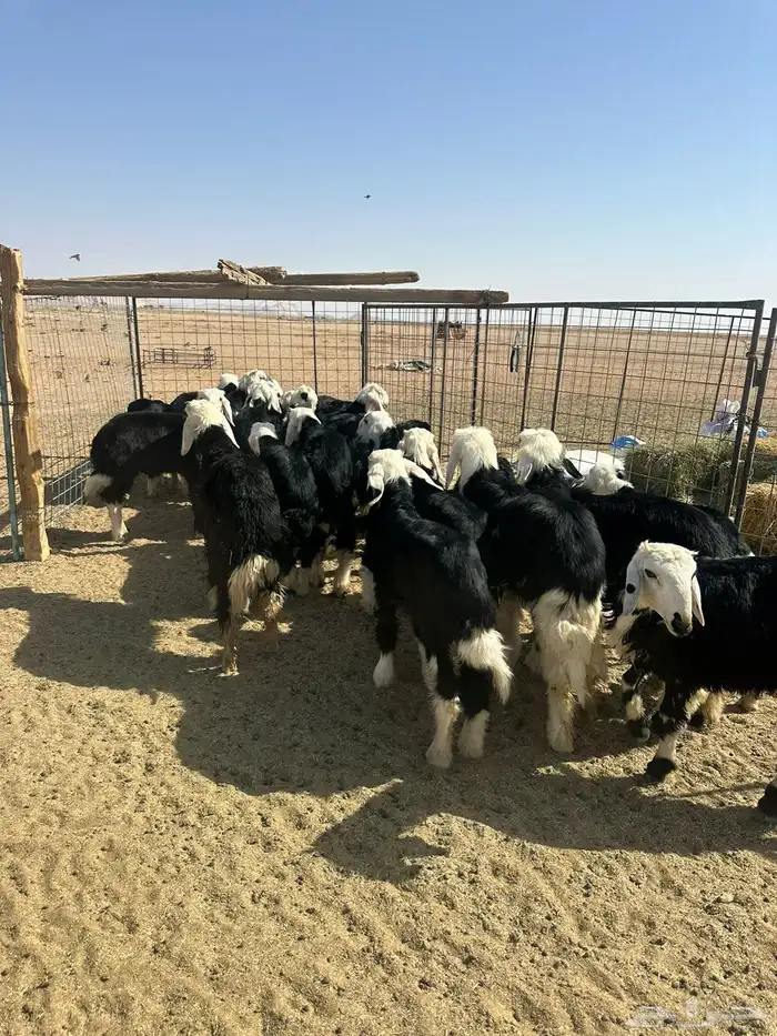 طليان نجد (( تم البيع )) 3