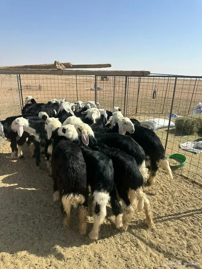 طليان نجد (( تم البيع )) 2