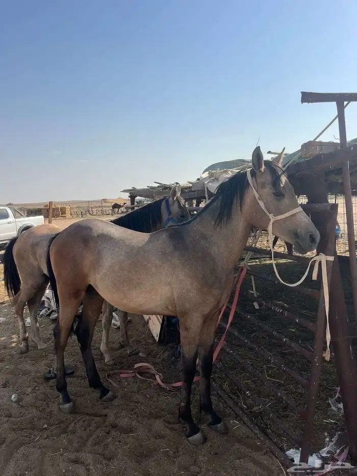 مهر 0