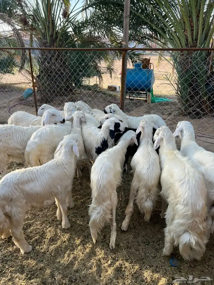 خرفان 2