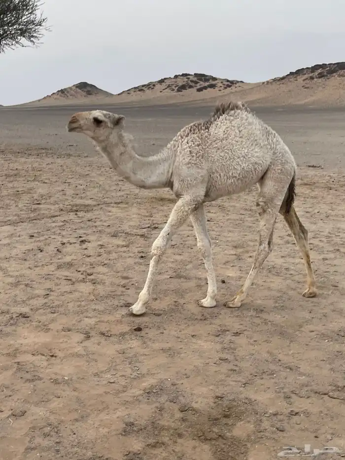 فحل باتلي 3