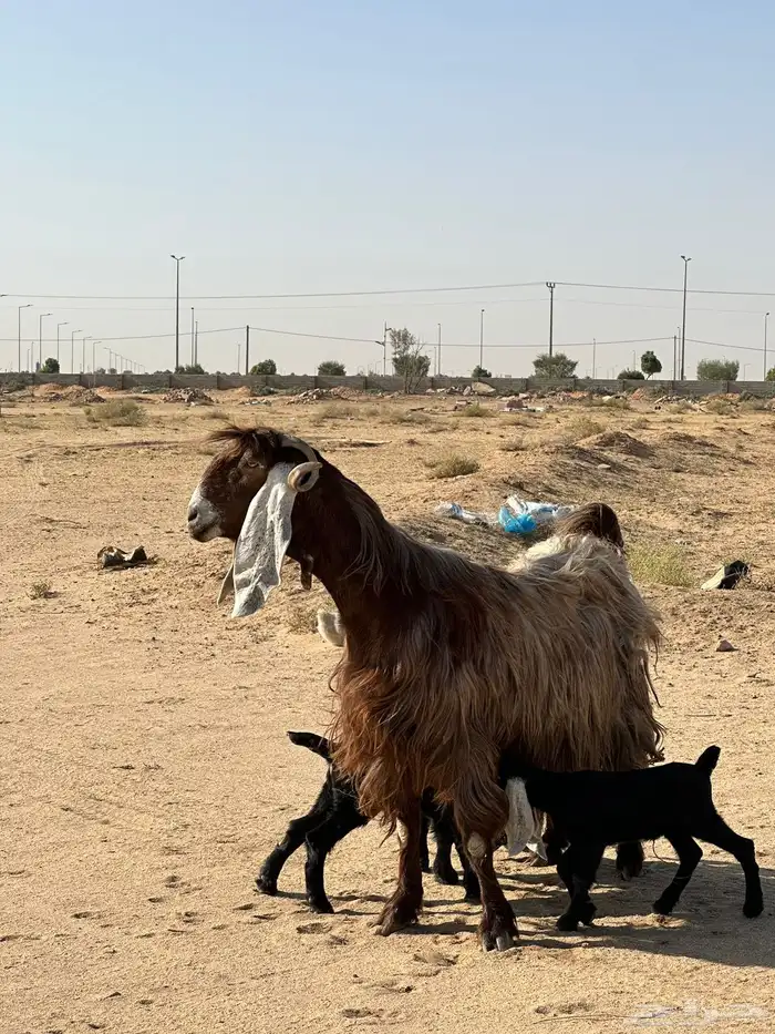 عنز عارضيه صفراء للبيع 0