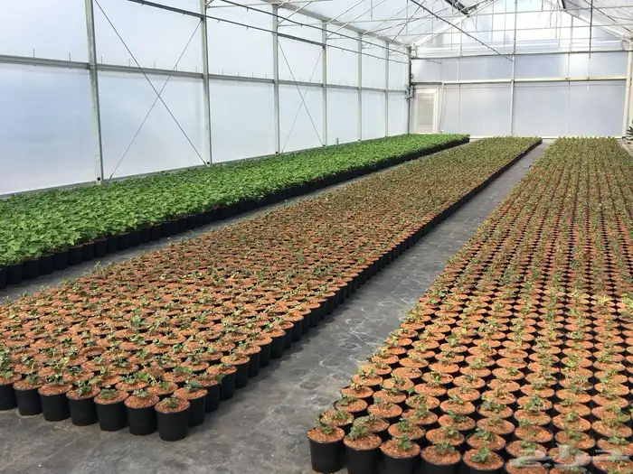 تأسيس وتطوير المشاتل الزراعية 0