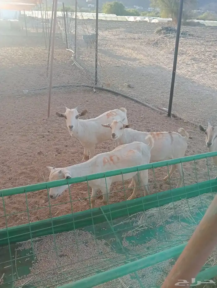 تيوس صوماليه جدعان وتنيان جمله 2