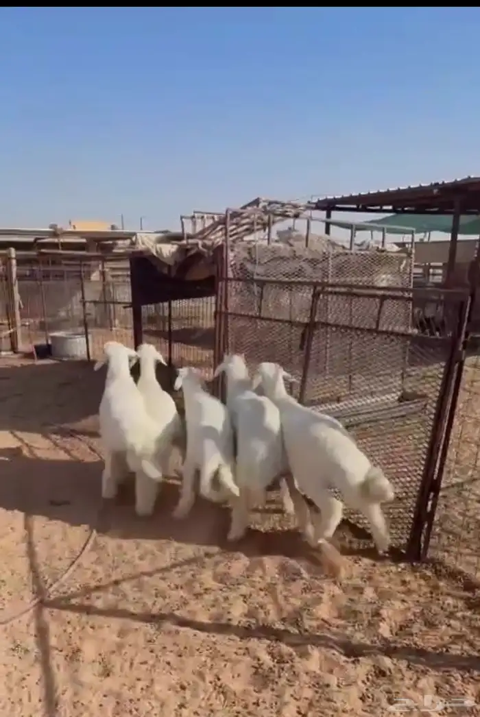 طليان حريه 0