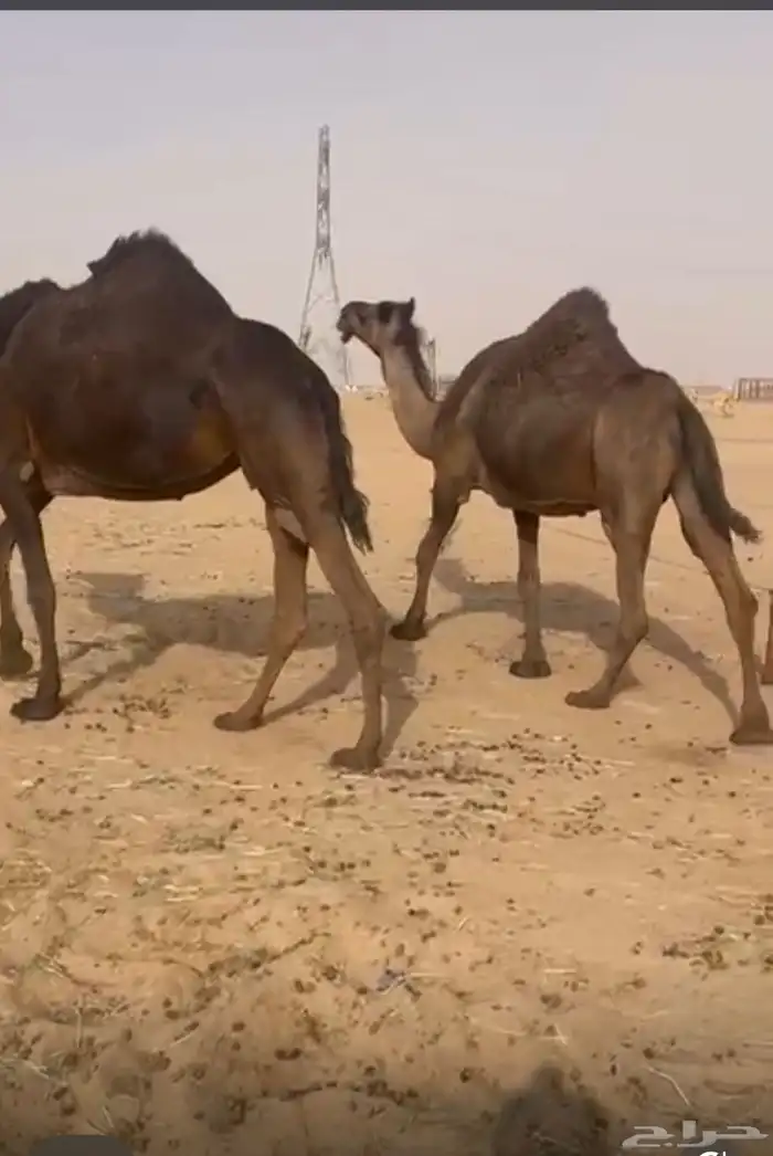 مجهم ملاقي بثالثها شرط 4