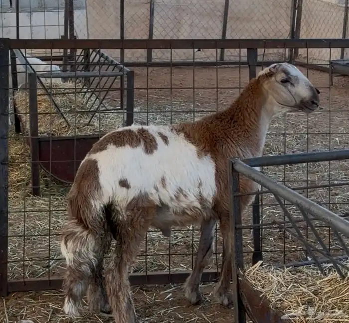 طلي مهجن 1